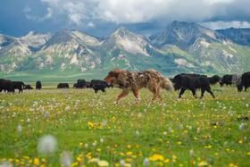 【6月27日 | 重庆出发  | 4人成团 | 川西小环线四日游直通车】被遗忘的川西秘境