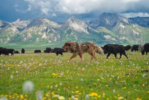 【6月27日 | 重庆出发  | 4人成团 | 川西小环线四日游直通车】被遗忘的川西秘境 商品图0