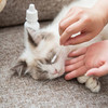 逸诺狗狗猫咪眼药水抗菌消炎去泪痕宠物猫用猫鼻支比熊眼睛发炎结膜炎 商品缩略图1