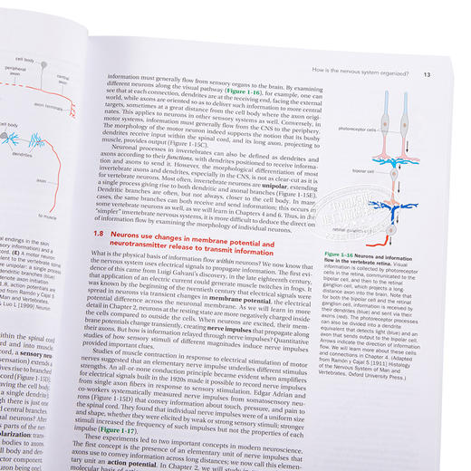 预售 【中商原版】神经生物学原理 英文原版 Principles of Neurobiology Liqun Luo 骆利群 斯坦福大学教授 神经科学 自然科学 商品图3