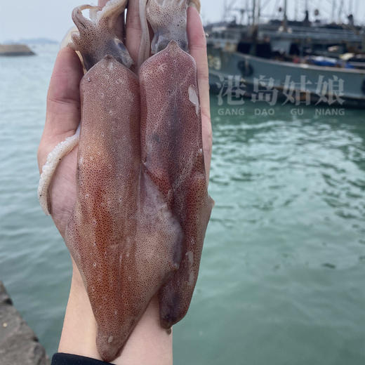 港岛姑娘 本港特色小管新鲜海兔子笔筒管鲜甜可口活冻 商品图3