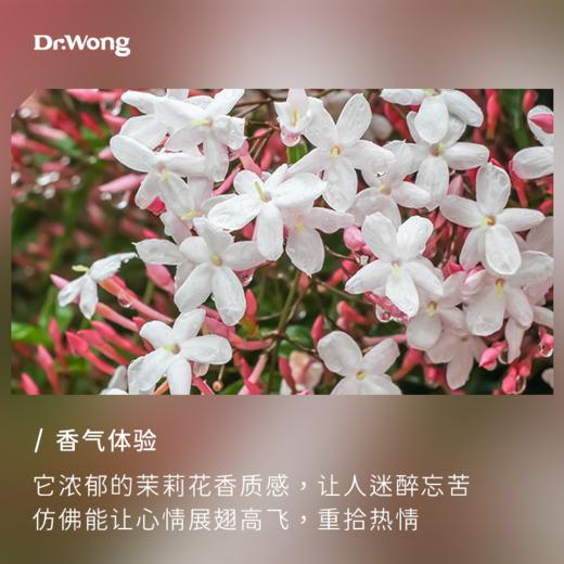 大花茉莉 单方精油 商品图1