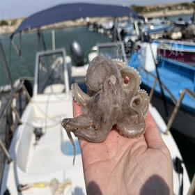 港岛姑娘 码头直发小章鱼爆头短腿迷你八爪鱼爆头爪鱼400克/盒12-15只活冻