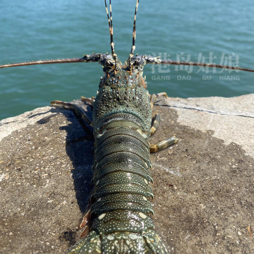 港岛姑娘 小青龙虾新鲜深海虾青龙虾壳薄肉厚鲜甜紧致弹牙0.3-1.4斤/只活冻 商品图3