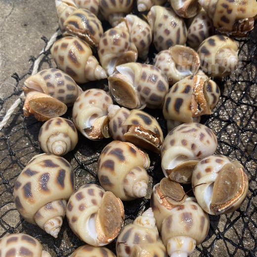 本港花螺 ，Q弹鲜甜，盐焗嘎嘎香活冻 商品图4