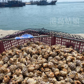 本港花螺 ，Q弹鲜甜，盐焗嘎嘎香活冻