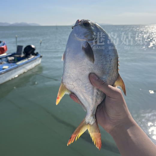 港岛姑娘 深海金鲳鱼新鲜镜鱼鲳鱼海昌鱼 肉嫩鲜美活冻 商品图1