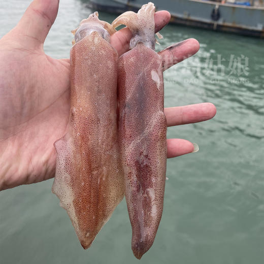 港岛姑娘 本港特色小管新鲜海兔子笔筒管鲜甜可口活冻 商品图2