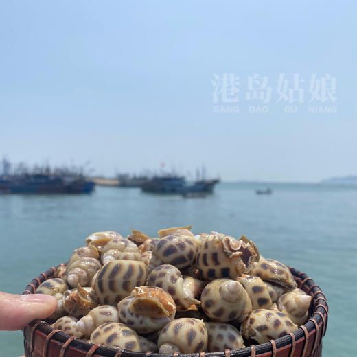 本港花螺 ，Q弹鲜甜，盐焗嘎嘎香活冻 商品图2