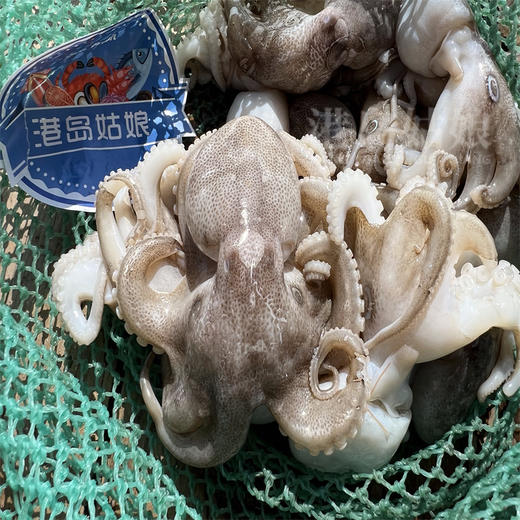 港岛姑娘 码头直发小章鱼爆头短腿迷你八爪鱼爆头爪鱼400克/盒12-15只活冻 商品图1