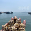 本港花螺 ，Q弹鲜甜，盐焗嘎嘎香活冻 商品缩略图1