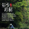 新茶大道至简 • 老树龙井125克（50包*2.5克） 商品缩略图2