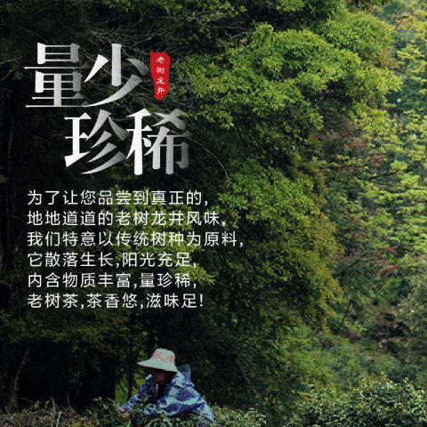 新茶大道至简 • 老树龙井125克（50包*2.5克） 商品图2