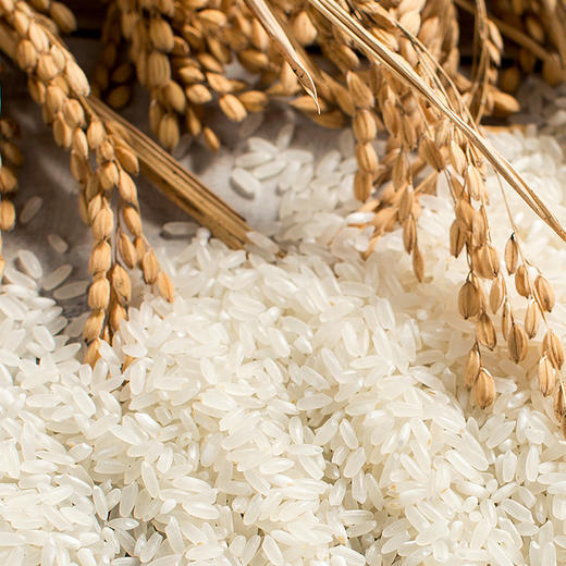 商博士农大二号鲜活米 商品图3