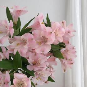 六出花/水仙百合浅粉色10支装