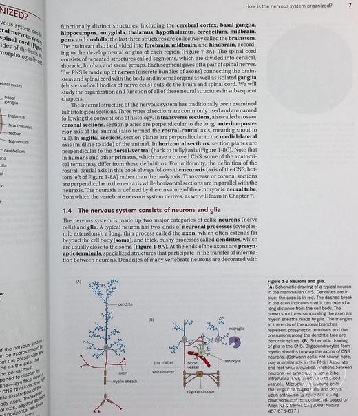 预售 【中商原版】神经生物学原理 英文原版 Principles of Neurobiology Liqun Luo 骆利群 斯坦福大学教授 神经科学 自然科学 商品图7