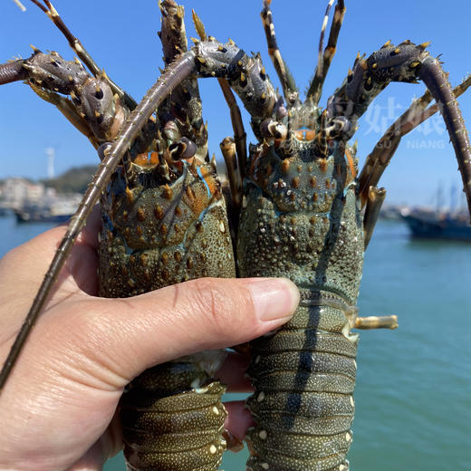 港岛姑娘 小青龙虾新鲜深海虾青龙虾壳薄肉厚鲜甜紧致弹牙0.3-1.4斤/只活冻 商品图2