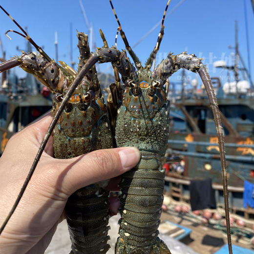 港岛姑娘 小青龙虾新鲜深海虾青龙虾壳薄肉厚鲜甜紧致弹牙0.3-1.4斤/只活冻 商品图4