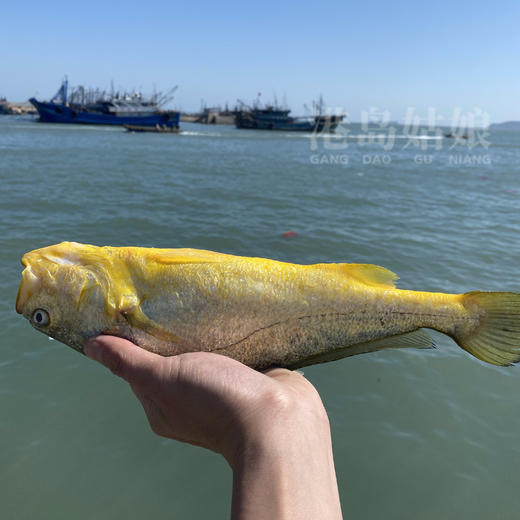 港岛姑娘 深海黄花鱼黄瓜鱼味美鲜甜鱼肉弹嫩 450g/盒 2条装活冻 商品图2