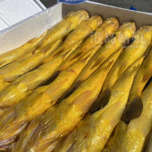 港岛姑娘 深海黄花鱼黄瓜鱼味美鲜甜鱼肉弹嫩 450g/盒 2条装活冻 商品图5