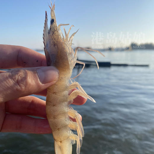 港岛姑娘 深海海捕白笋虾码头直发新鲜白丁虾 单盒280克/盒活冻 商品图1