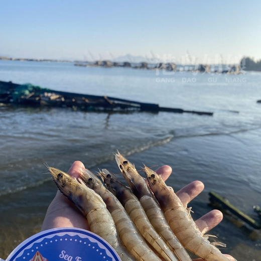 港岛姑娘 深海海捕白笋虾码头直发新鲜白丁虾 单盒280克/盒活冻 商品图2