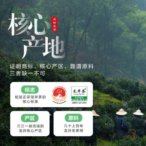 新茶大道至简 • 老树龙井125克（50包*2.5克） 商品图3