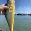 港岛姑娘 深海黄花鱼黄瓜鱼味美鲜甜鱼肉弹嫩 450g/盒 2条装活冻 商品缩略图1