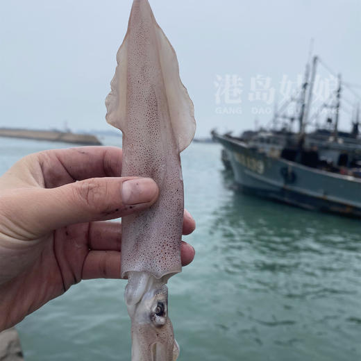 港岛姑娘 本港特色小管新鲜海兔子笔筒管鲜甜可口活冻 商品图4