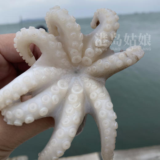 港岛姑娘 码头直发小章鱼爆头短腿迷你八爪鱼爆头爪鱼400克/盒12-15只活冻 商品图3