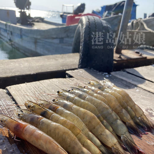 港岛姑娘 深海海捕白笋虾码头直发新鲜白丁虾 单盒280克/盒活冻 商品图3