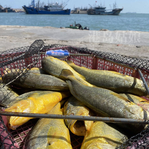 港岛姑娘 深海黄花鱼黄瓜鱼味美鲜甜鱼肉弹嫩 450g/盒 2条装活冻 商品图3
