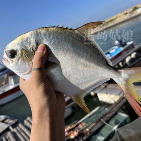 港岛姑娘 深海金鲳鱼新鲜镜鱼鲳鱼海昌鱼 肉嫩鲜美活冻