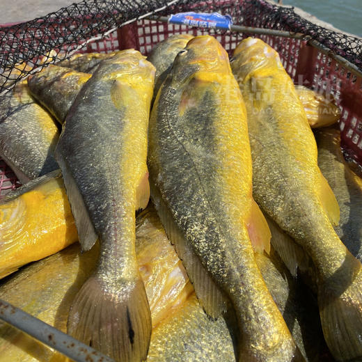 港岛姑娘 深海黄花鱼黄瓜鱼味美鲜甜鱼肉弹嫩 450g/盒 2条装活冻 商品图4