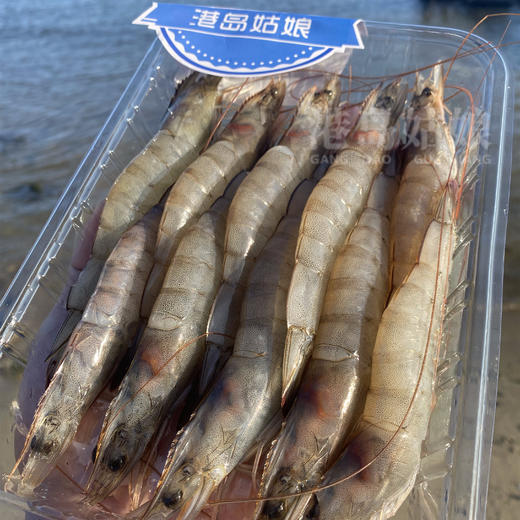 港岛姑娘 深海海捕白笋虾码头直发新鲜白丁虾 单盒280克/盒活冻 商品图5