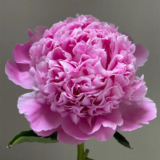 蓝富士芍药花 商品图1