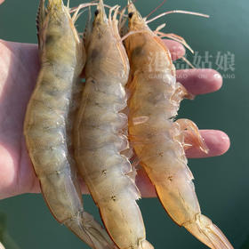 港岛姑娘 深海海捕白笋虾码头直发新鲜白丁虾 单盒280克/盒活冻