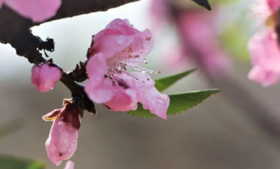 疏通一条经络，能让你“面如桃花”，不信你可以试试！ 