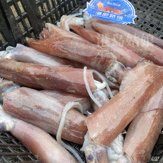 港岛姑娘 本港特色小管新鲜海兔子笔筒管鲜甜可口活冻 商品图5