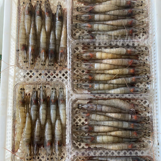 港岛姑娘 深海海捕白笋虾码头直发新鲜白丁虾 单盒280克/盒活冻 商品图6