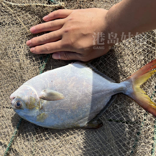 港岛姑娘 深海金鲳鱼新鲜镜鱼鲳鱼海昌鱼 肉嫩鲜美活冻 商品图4