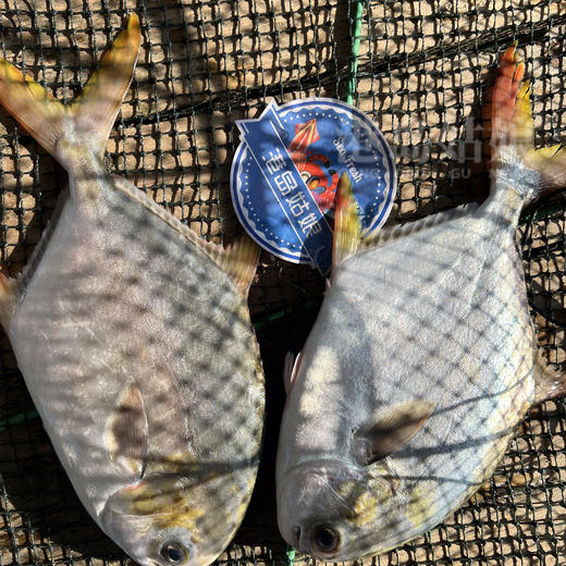 港岛姑娘 深海金鲳鱼新鲜镜鱼鲳鱼海昌鱼 肉嫩鲜美活冻 商品图5