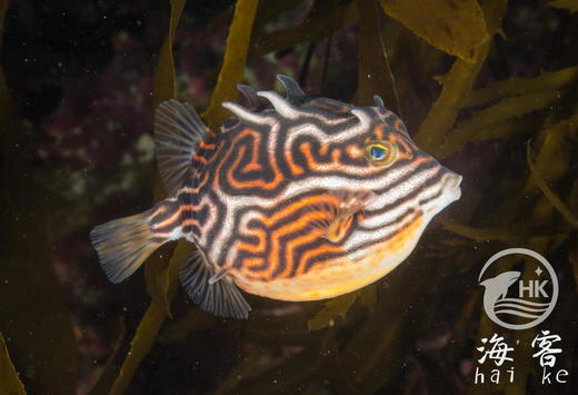 龙纹木盒（母） 商品图4