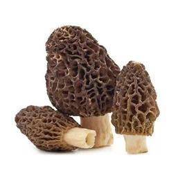 贵州梵净山羊肚菌 商品图0