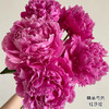 精品花材红莎拉芍药花5支 商品缩略图1