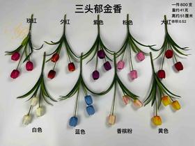 三头郁金香（运费自理）