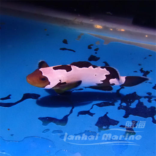 人工黑雪印 商品图3