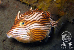 龙纹木盒（母）