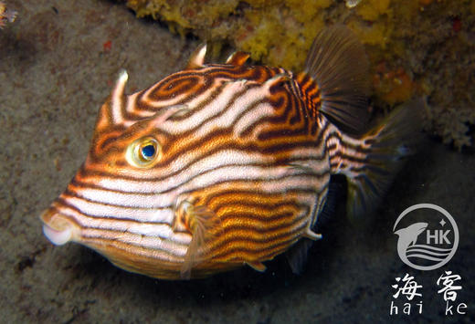 龙纹木盒（母） 商品图0