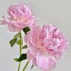 进口品种天使脸颊芍药花1支 商品缩略图5